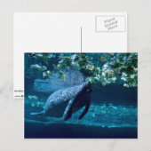 Carte Postale Manatee, Lowry Park Zoo, Tampa Bay, Floride, États (Devant / Derrière)