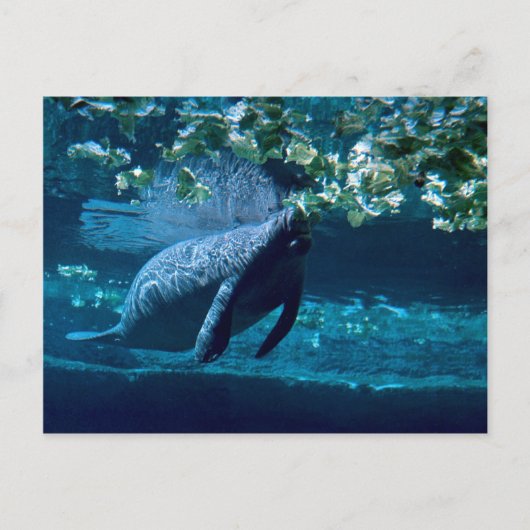 Carte Postale Manatee, Lowry Park Zoo, Tampa Bay, Floride, États (Devant)