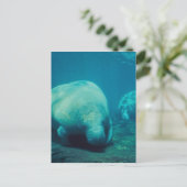Carte postale Manatee Photo (Debout devant)