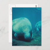 Carte postale Manatee Photo (Devant / Derrière)