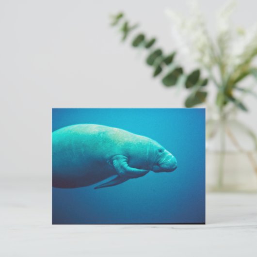Carte Postale Manatee Scratching (Debout devant)