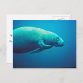 Carte Postale Manatee Scratching (Devant / Derrière)