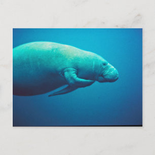 Carte Postale Manatee Scratching