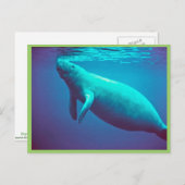 Carte Postale Manatee Surface pour respirer (Devant / Derrière)
