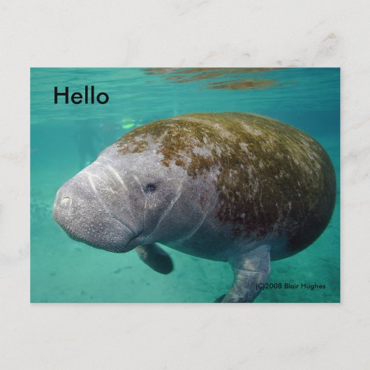 Carte Postale Manatee Up fermer 0258 "Hello" Post Card (Devant)
