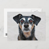 Carte Postale Manchester Terrier X - Jordanie - Derr (Devant / Derrière)