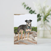 Carte Postale Manchester Terrier X - Jordanie - Derr (Debout devant)