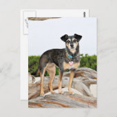 Carte Postale Manchester Terrier X - Jordanie - Derr (Devant / Derrière)