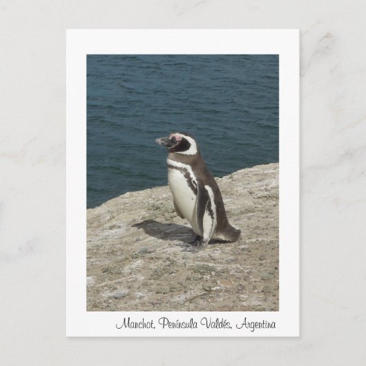 Carte Postale Manchot (Devant)