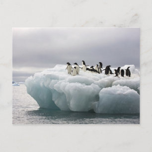 Carte Postale Manchot Adélie (Pygoscelis adeliae),
