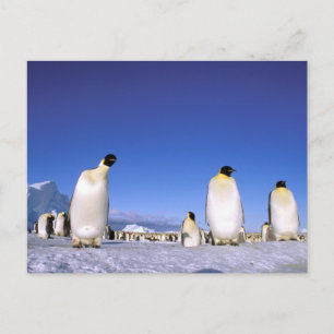 Carte Postale Manchot Antarctique, péninsule Antarctique