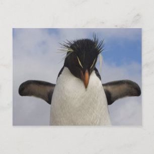Carte Postale Manchot de Hoppe Eudyptes chrysocome