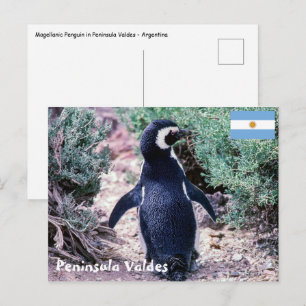 Carte Postale Manchot de Magellan dans la péninsule de Valdés -