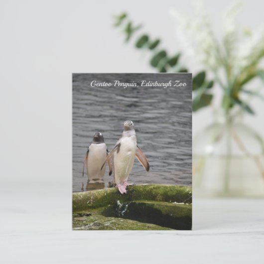 Carte Postale Manchot Gentoo gris Zoo d'Édimbourg Écosse  (Debout devant)