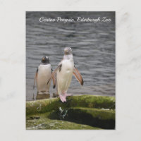 Manchot Gentoo gris Zoo d'Édimbourg Écosse