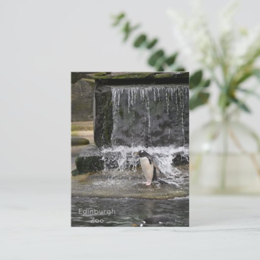 Carte Postale Manchot papou & ses amis Zoo d'Édimbourg Écosse (Debout devant)