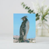 Carte Postale Manchot royal (Debout devant)