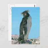 Carte Postale Manchot royal (Devant / Derrière)