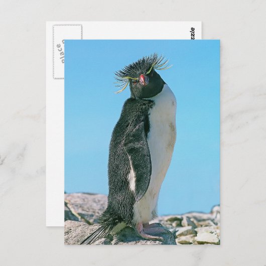 Carte Postale Manchot royal (Devant / Derrière)