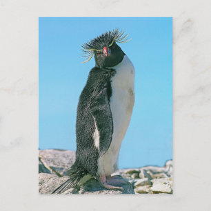 Carte Postale Manchot royal