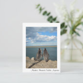 Carte Postale Manchots (Debout devant)