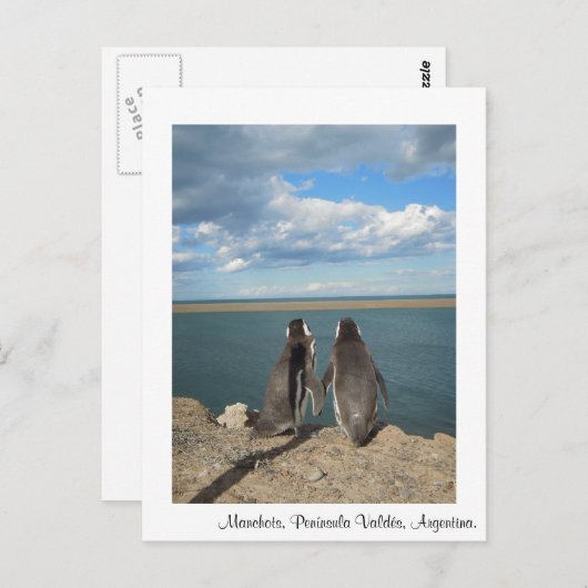 Carte Postale Manchots (Devant / Derrière)