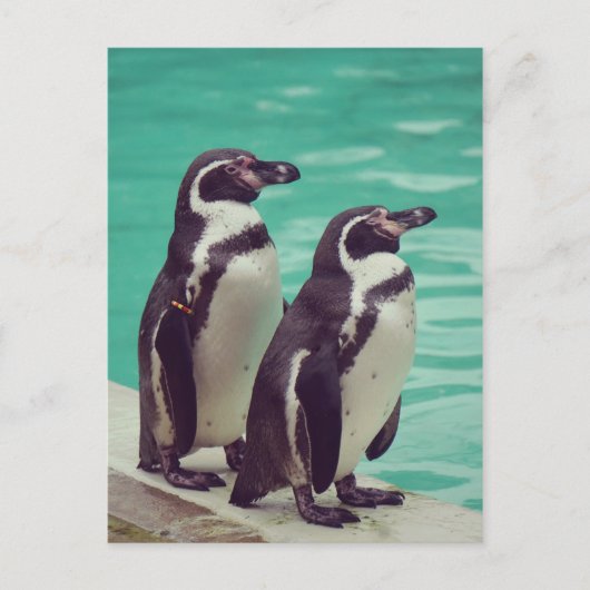 Carte Postale Manchots (Devant)