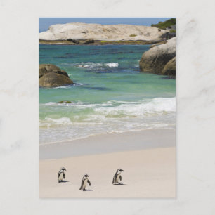 Carte Postale Manchots à Boulders Beach, Simons Town, Afrique du