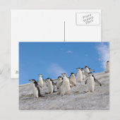 Carte Postale Manchots à Collier | Pygoscelis Antarctica (Devant / Derrière)