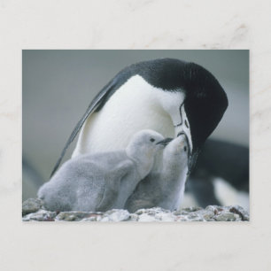 Carte Postale Manchots à Collier, Pygoscelis antarctica),