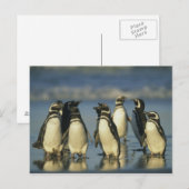 Carte Postale Manchots de Magellan, Spheniscus (Devant / Derrière)