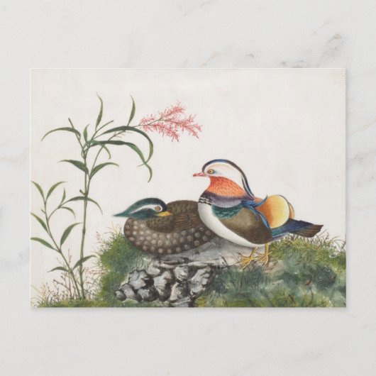 Carte Postale Mandarin Canard peinture chinoise (Devant)