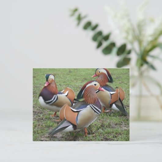 Carte postale Mandarin Duck Vibrant (Debout devant)