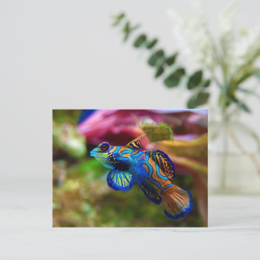 Carte Postale Mandarin Fish Synchiropus Splendidus (Debout devant)
