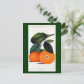 Carte Postale Mandarin Orange (Debout devant)