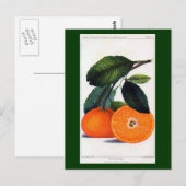 Carte Postale Mandarin Orange (Devant / Derrière)