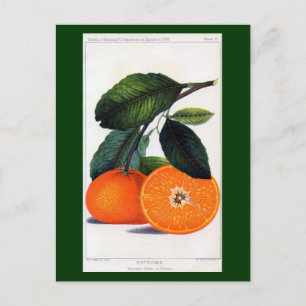 Carte Postale Mandarin Orange