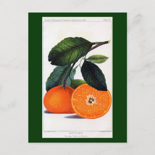 Carte Postale Mandarin Orange (Devant)