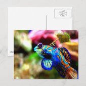 Carte Postale Mandarinfish Synchiropus splendidus (Devant / Derrière)