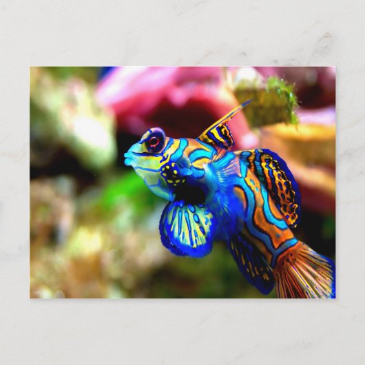 Carte Postale Mandarinfish Synchiropus splendidus (Devant)