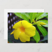 Carte Postale Mandevilla jaune soleil (Devant / Derrière)