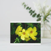 Carte Postale Mandevilla.JPG (Debout devant)