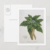 Carte Postale Mandragora Officinarum de 'Phytographie Medicale (Devant / Derrière)
