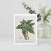 Carte Postale Mandragora Officinarum de 'Phytographie Medicale (Debout devant)