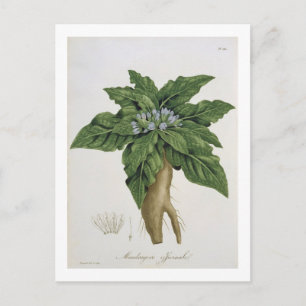 Carte Postale Mandragora Officinarum de 'Phytographie Medicale