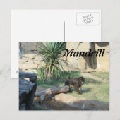 Carte Postale Mandrill (Devant / Derrière)