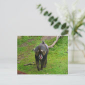 Carte postale Mandrill (Debout devant)