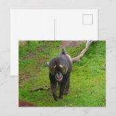 Carte postale Mandrill (Devant / Derrière)