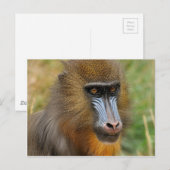 Carte Postale Mandrill (Devant / Derrière)