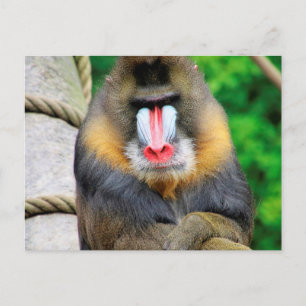 Carte Postale Mandrill 001